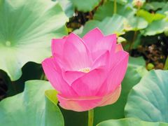 -莲花池公园