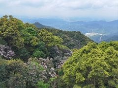 -梧桐山风景名胜区