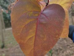 -昆山城市生态森林公园