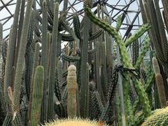 -深圳仙湖植物园