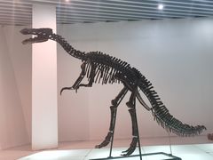 -烟台自然博物馆