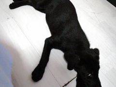 -翊宠yipet猫狗购宠庄园犬舍•猫舍