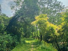 -铁山坪森林公园