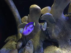 -悉尼海洋生物水族馆
