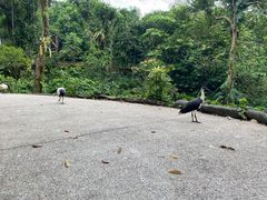 -新加坡飞禽公园
