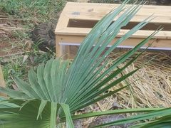 -海南热带野生动植物园