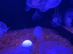 -欢乐海岸海洋奇梦馆