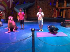 -烟台海昌鲸鲨海洋公园