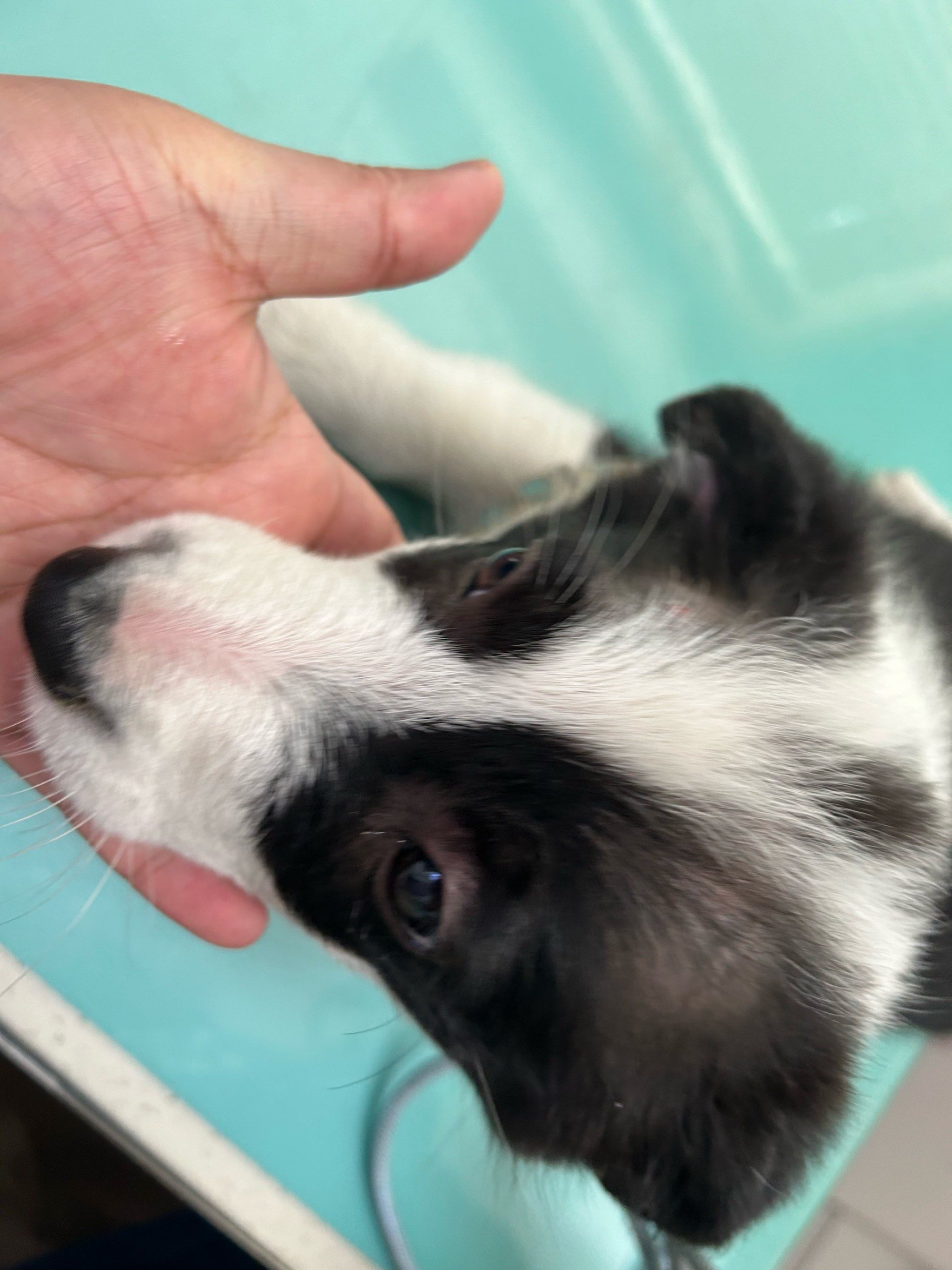 犬蠕形螨的预后