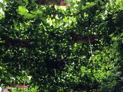 -颜氏双江清水鱼一养身火锅(磁器口店)