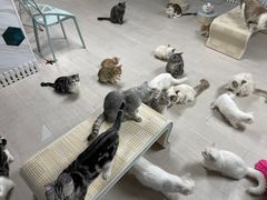 -喵百万·布偶·蓝金金渐层英短·猫舍(百子湾店)