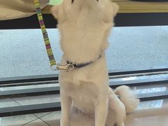 -艾贝尔宠物医院 ·中兽医·宠保定点(北门桥店)