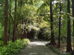 -上海滨江森林公园