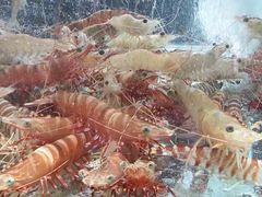 海南大虾-生生海鲜酒楼