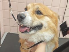 -FAELING PETS美天灵宠物(富力广场店)