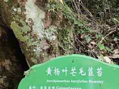 -大围山国家森林公园