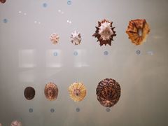 -青岛贝壳博物馆