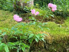 -三千院