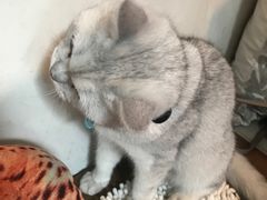 -猫小院猫主题咖啡厅(北锣店)