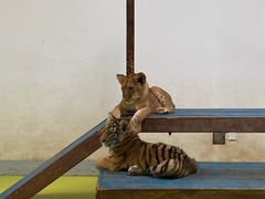 -北京野生动物园