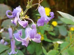 -湖洞水自然风景区