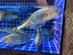 -徐记海鲜(梅溪新天地店)