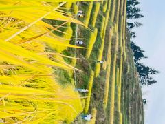 -紫鹊界梯田景区
