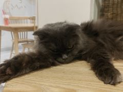 -楼上猫咖(罗湖店)