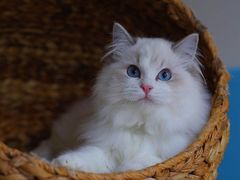 -Bastet sally猫舍购宠(静安店)
