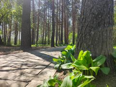 -黑龙江省森林植物园
