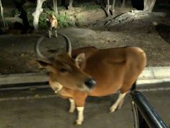 -清迈夜间动物园