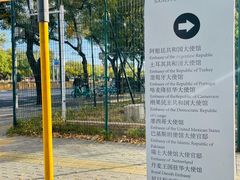 -三里屯东五街银杏大道