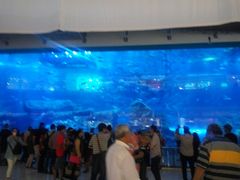 -迪拜水族馆及水下动物园