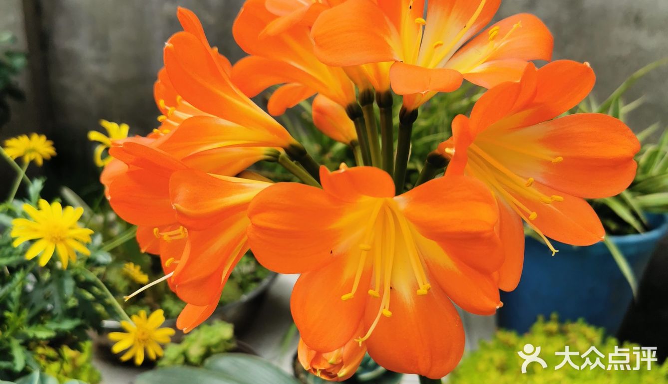 或窗台、阳台之前，叶片在阳光或灯光的照耀下，会闪闪发光