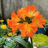 或窗台、阳台之前，叶片在阳光或灯光的照耀下，会闪闪发光