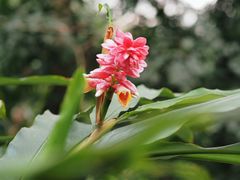 -中国科学院华南植物园