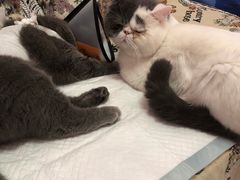 -纳吉亚猫专科动物诊疗中心(蒋宅口分院)