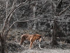 -杭州动物园