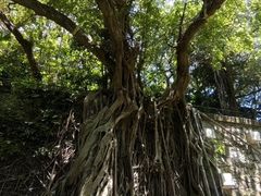 -九龙公园