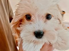 -翊宠yipet猫狗购宠庄园犬舍•猫舍