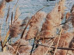 -五缘湾湿地公园