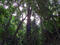 -西双版纳原始森林公园