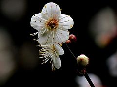 -三圣花乡旅游区