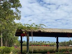 -亚龙湾国际玫瑰谷