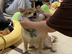 -逗柴咖啡屋·狗咖猫咖宠物桌游