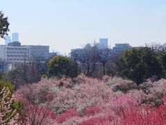 -南京古林公园
