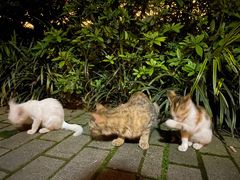 -静安公园(静安寺街道)
