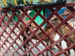 -萌宠亲子动物乐园(槐房万达店)