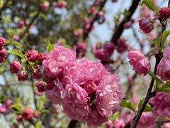 -桃花堤公园