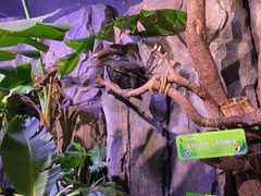 -正佳雨林生态植物园